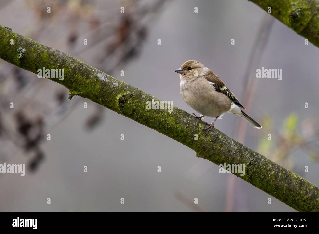 Der weibliche Gemeine Chaffinch (Fringilla coelebs) sitzt auf einem Ast und schaut sich um. Winter in schwachen Farben. Stockfoto