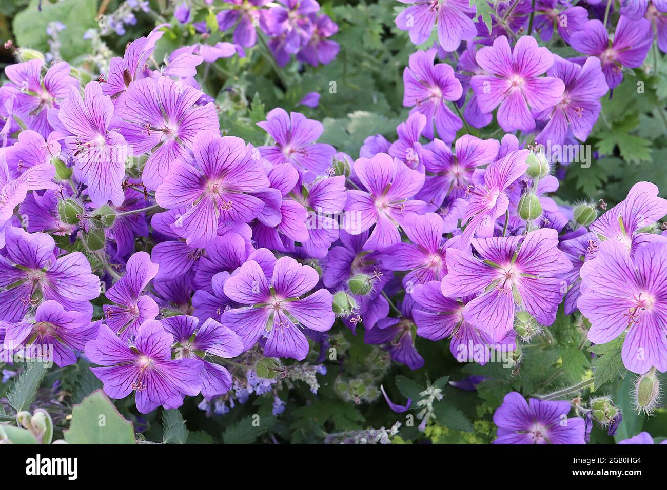 Geranium x magnificum purple Cranesbill – Masse violetter Blüten mit violetten Adern, Juni, England, Großbritannien Stockfoto