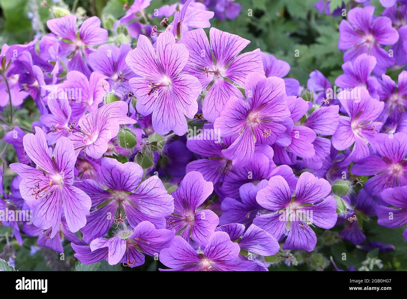 Geranium x magnificum purple Cranesbill – Masse violetter Blüten mit violetten Adern, Juni, England, Großbritannien Stockfoto