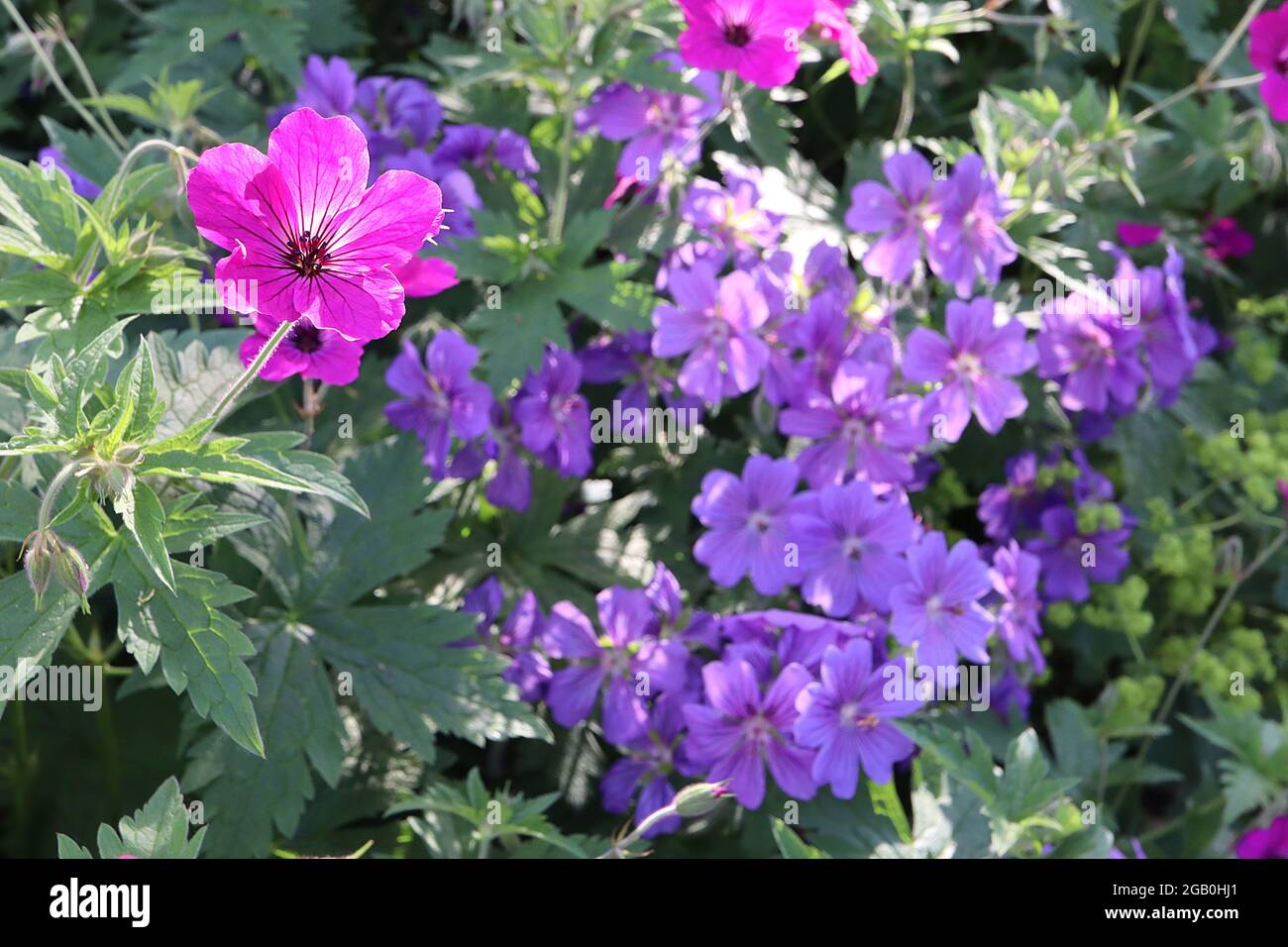 Geranium x magnificum purple Cranesbill Geranium wallichianum ‘Rosetta’ Wallich Cranesbill June, England, UK Stockfoto