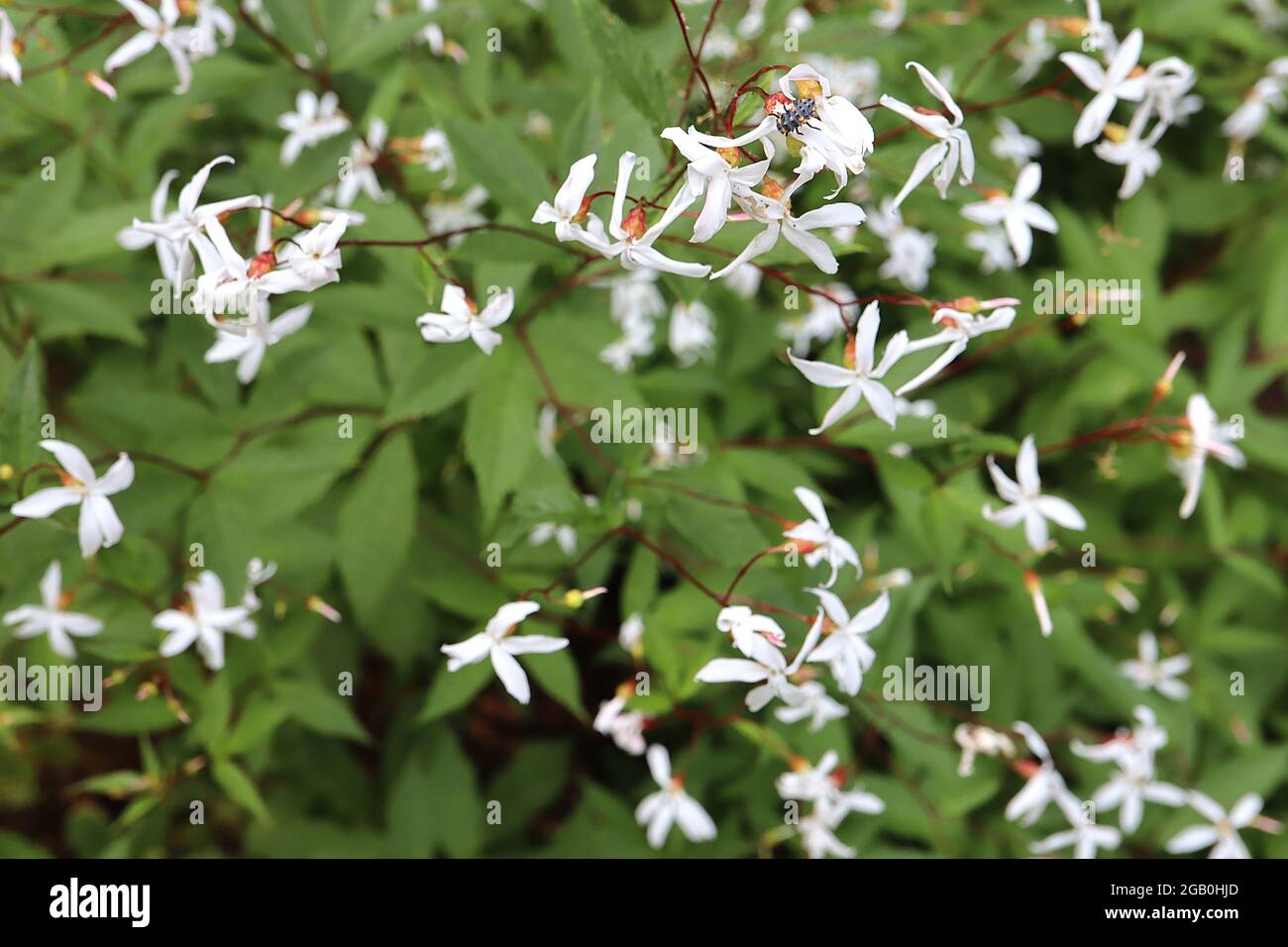 Gillenia trifoliata Bowman-Wurzel – sternförmige weiße Blüten mit schlanken Blütenblättern und palmately gelappten mittelgrünen Blättern, Juni, England, Großbritannien Stockfoto
