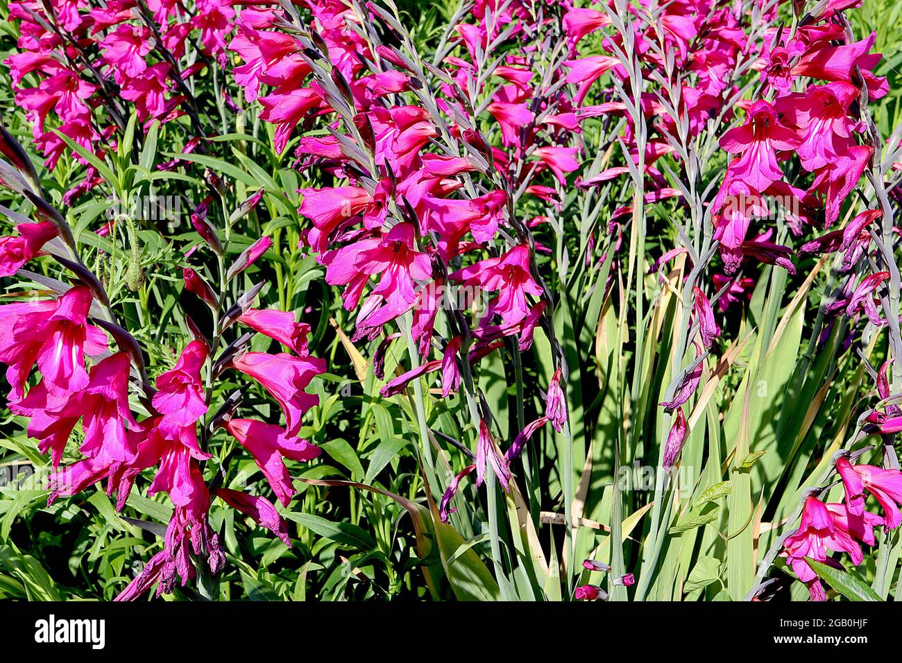 Gladiolus communis subsp byzantinus byzantinischer Gladiolus – trichterförmige magentafarbene Blüten mit zwei weißen Streifen, Juni, England, Großbritannien Stockfoto