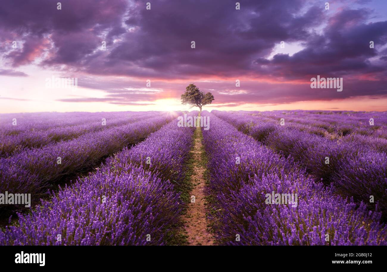 Reihen von purpurem Lavendel in einem Feld an einem Sommerabend, wenn die Sonne untergeht. Großbritannien, Fotokomposit Stockfoto