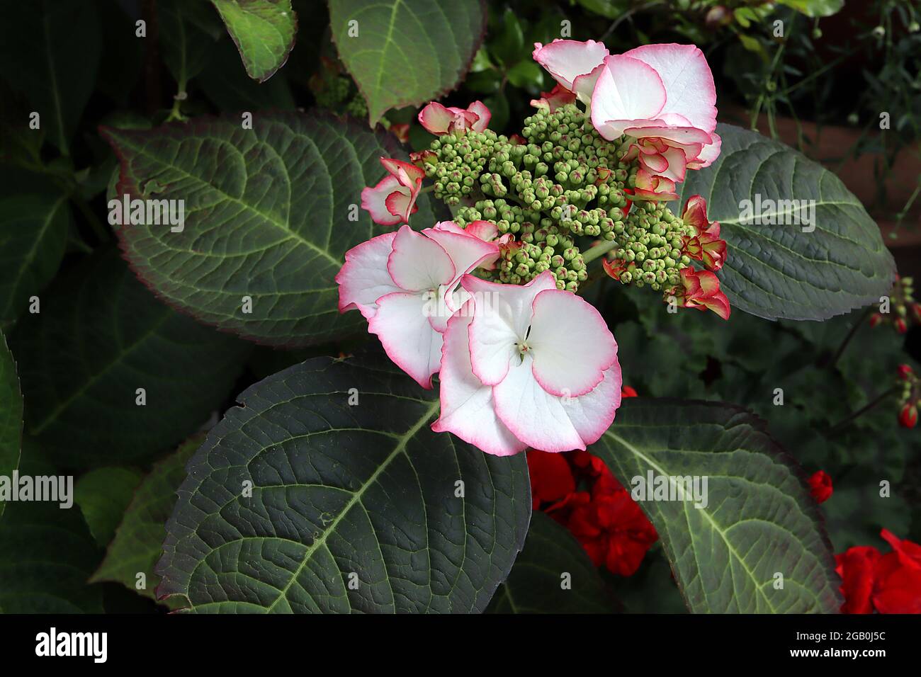 Hortensia paniculata ‘Pinky Winky’ Hortensia Pinky Winky – rosa Blüten mit weißen Adern und unregelmäßigen Blütenblättern, Juni, England, Großbritannien Stockfoto
