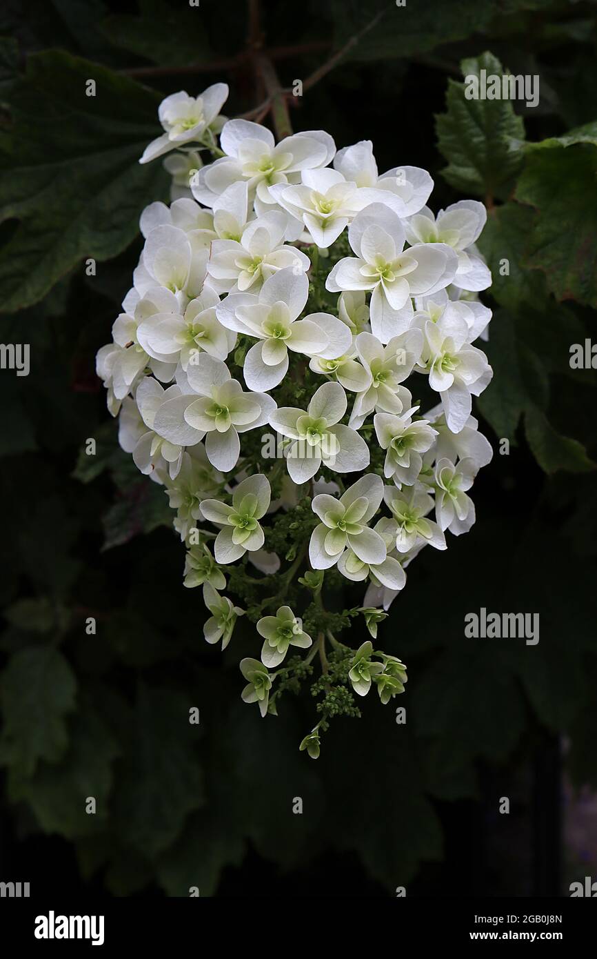 Hortensia quercifolia ‘Snowflake’ eichenblättrige Hortensia Snowflake - hängende Rispe aus doppelten weißen Blüten und Eichenlaub-förmigen Blättern, Juni, England Stockfoto