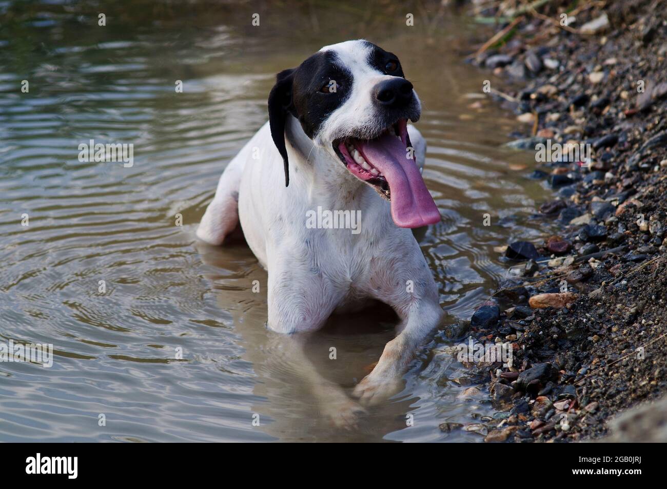 Ein Hund kühlt im kalten Wasser des Flusses während der Sommerhitze ab. Stockfoto