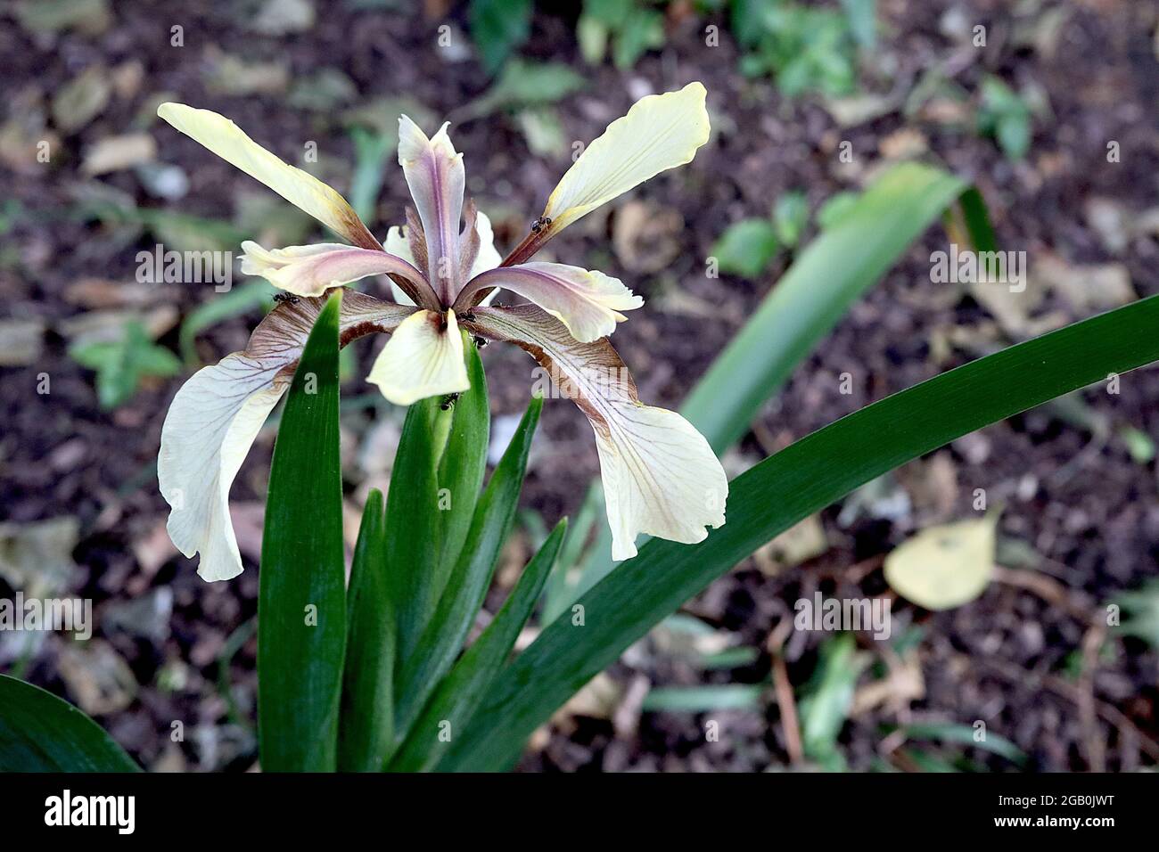 Iris foetidissima var citrina (SPEC) Art Iris Pale gelbe Wasserfälle, braune Adern, stumpf violette Standards, Juni, England, VEREINIGTES KÖNIGREICH Stockfoto