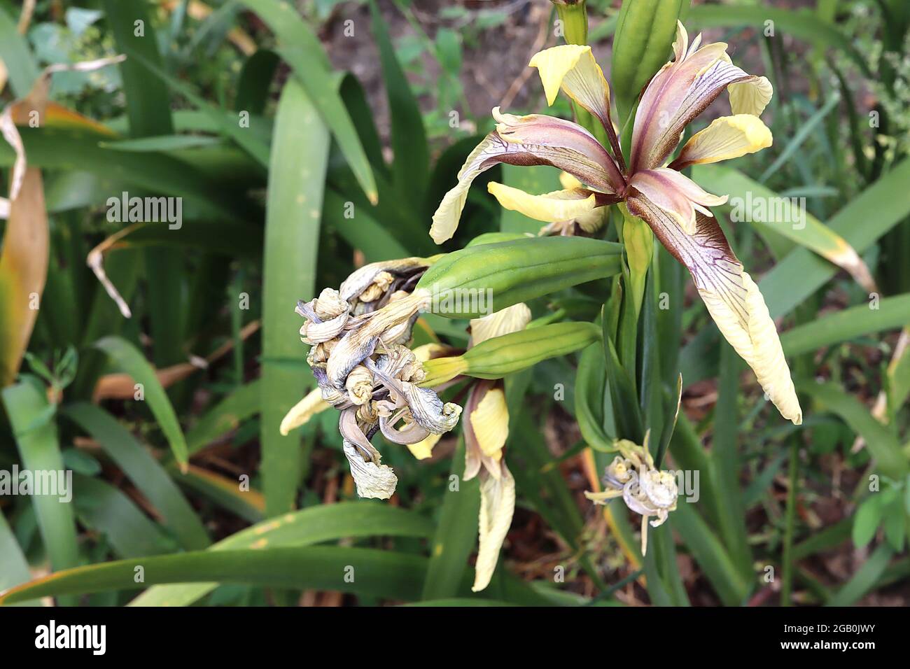 Iris foetidissima var citrina (SPEC) Art Iris Pale gelbe Wasserfälle, braune Adern, stumpf violette Standards, Juni, England, VEREINIGTES KÖNIGREICH Stockfoto