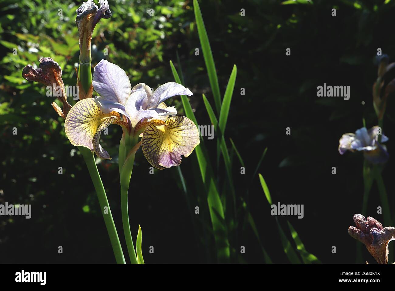 Iris sibirica ‘Pfau Schmetterling Uncorked’ (Sib) Sibirische Iris Uncorked – gelbe Wasserfälle mit breiten dunkelvioletten Rändern, geäderter Sockel, hellblauer Standard Stockfoto