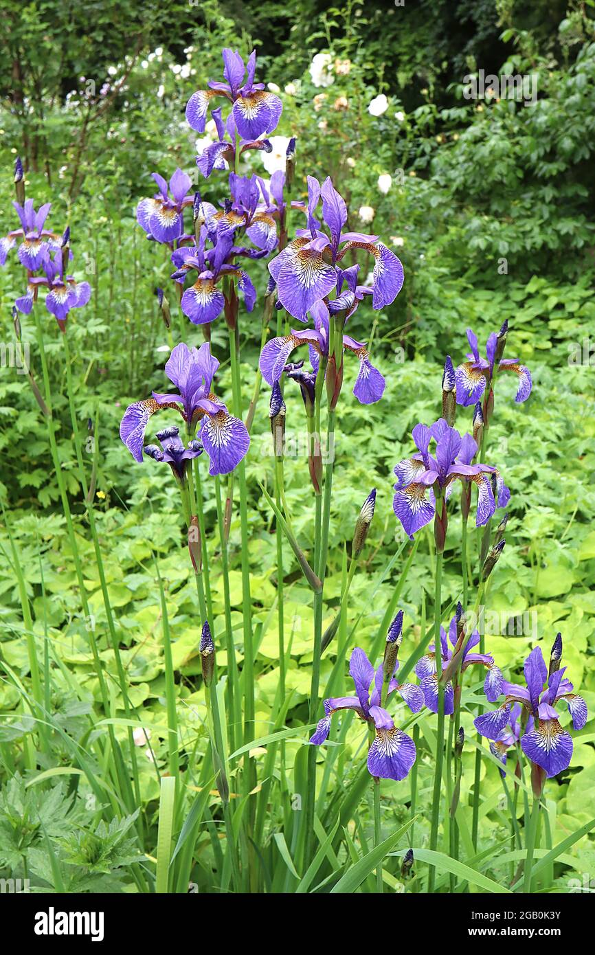 Iris sibirica ‘Tropic Night’ (Sib) Sibirische Iris Tropic Night – purpurne Wasserfälle, geäderter Sockel, violette Kämme, purpurne Standards, Juni, England, Großbritannien Stockfoto