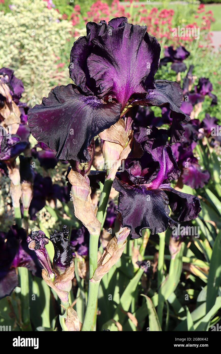 Iris ‘Study in Black’ (TB) große bärtige Iris Purple Black fällt und Standards mit purpurfarbenem Fleck, purpurfarbenem Bart, Juni, England, Großbritannien Stockfoto