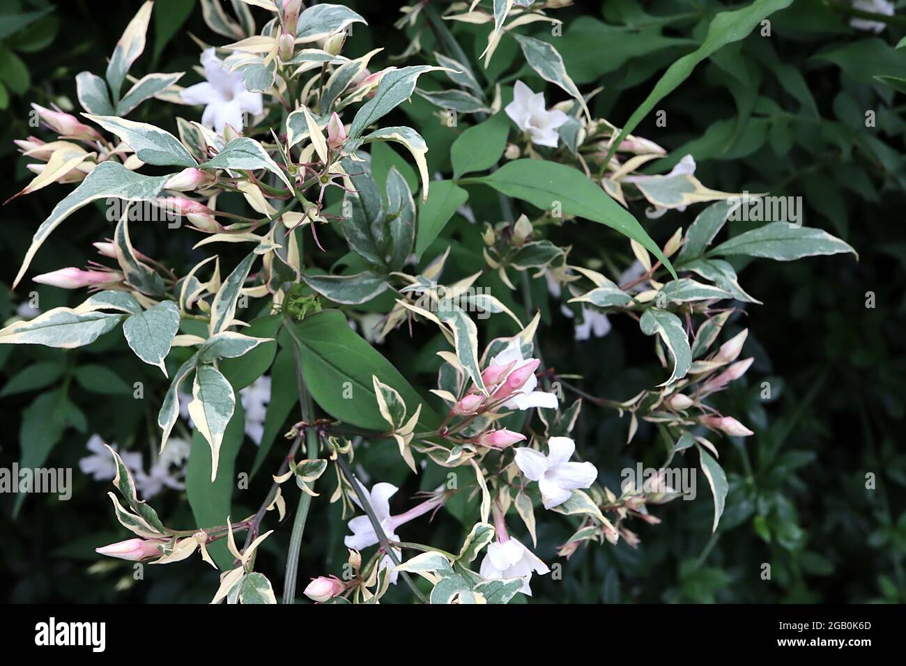 Jasminum officinalis variegatum Fotos und Bildmaterial in hoher