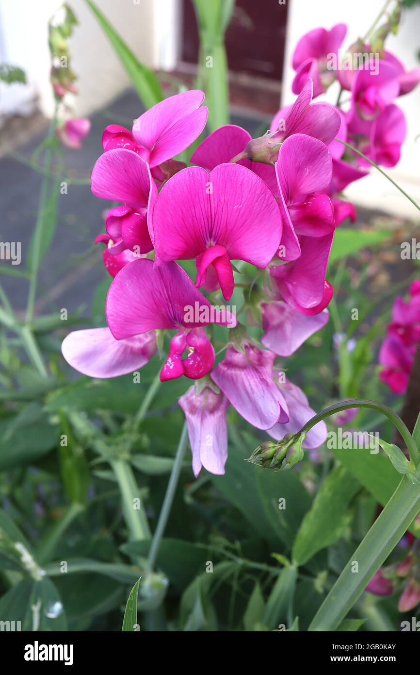 Lathyrus odoratus süße Erbse - dunkelrosa Standard und Kiel, rot umrandet, Juni, England, Großbritannien Stockfoto