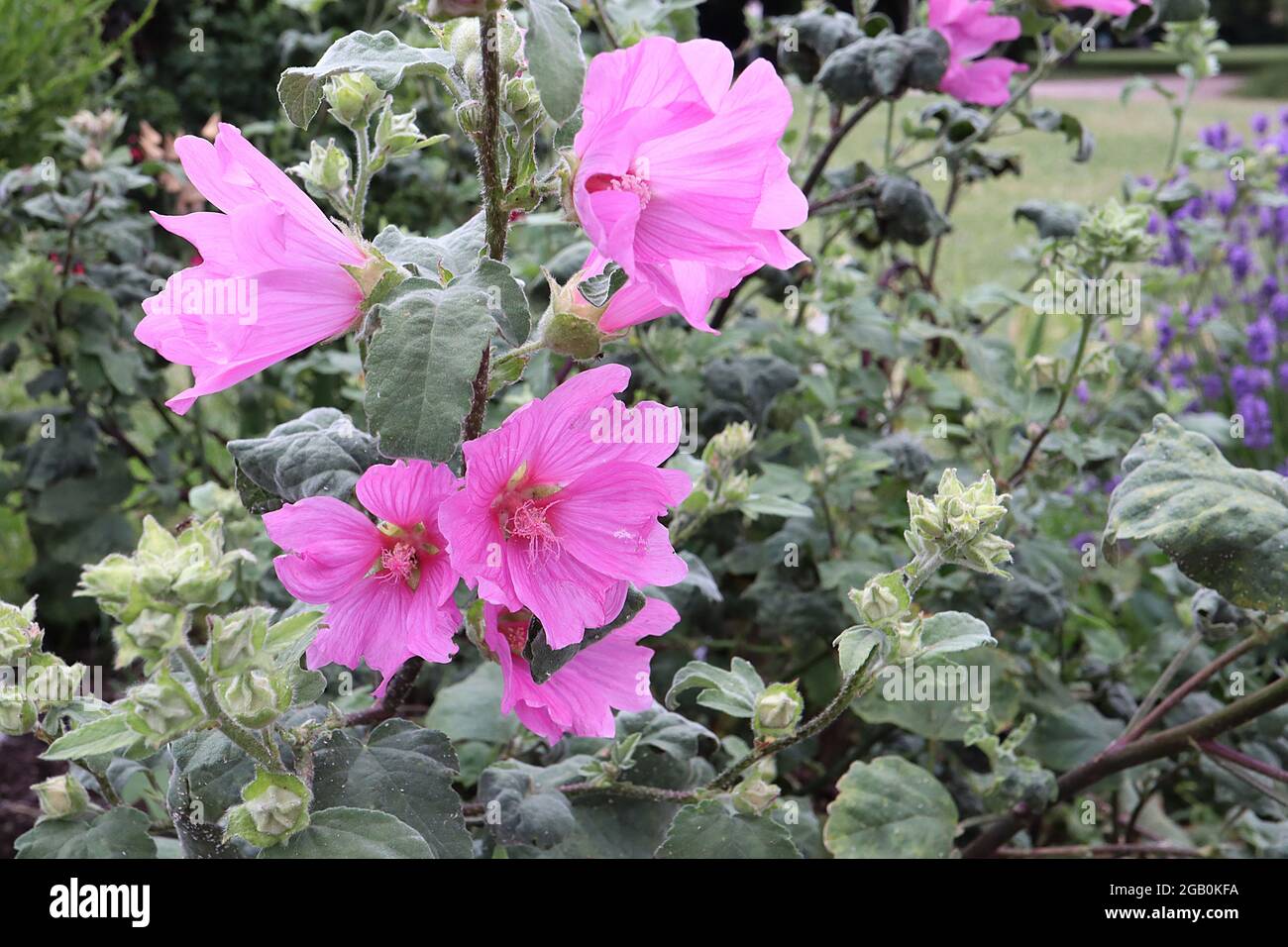 Lavatera x clementii ‘Rosea’ Baummallow Rosea – Blütenspitze von mittelrosa untertasserförmigen Blüten an sehr hohen Stielen, Juni, England, Großbritannien Stockfoto