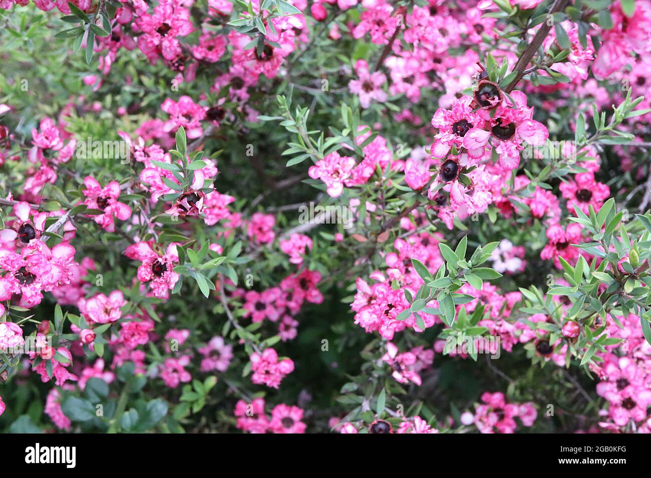 Leptospermum Scoparium ‘Coral Candy’ Manuka Myrtle Coral Candy – kleine doppelte rosa und weiße Blüten und kleine graugrüne Blätter, Juni, England, Großbritannien Stockfoto