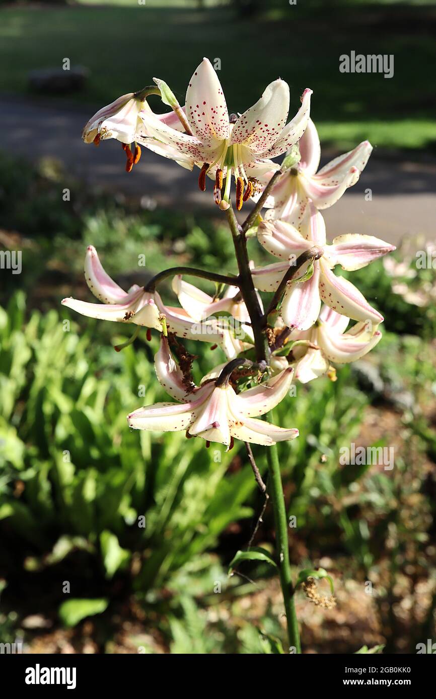 Lilium martagon ‘Albiflorum’ Martagon Lily Albiflorum – hängende, trichterförmige weiße Blüten mit karmesinroten Punkten und rekurvierten Blütenblättern, Juni, England, Stockfoto