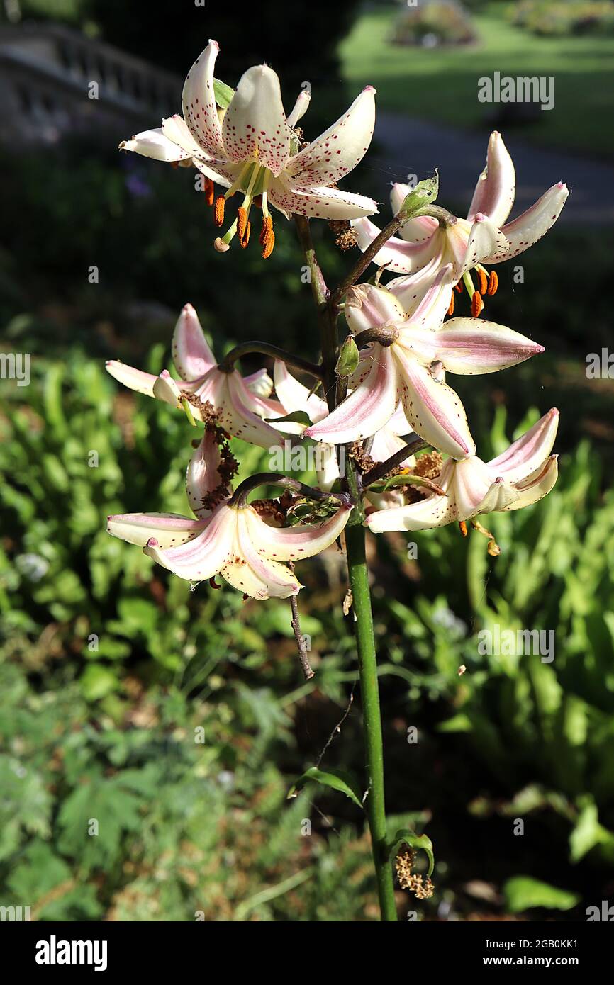 Lilium martagon ‘Albiflorum’ Martagon Lily Albiflorum – hängende, trichterförmige weiße Blüten mit karmesinroten Punkten und rekurvierten Blütenblättern, Juni, England, Stockfoto