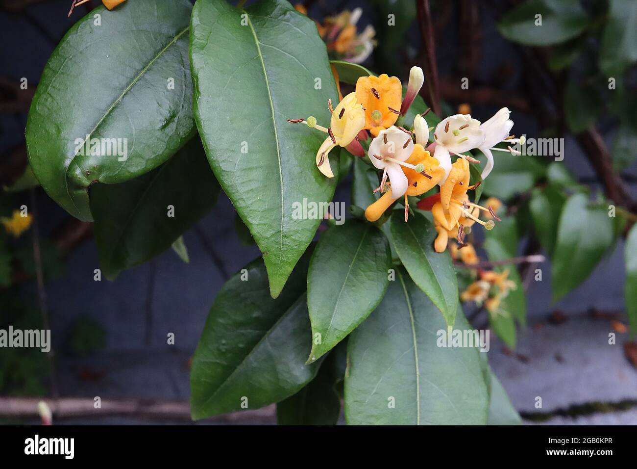 philodendron violin Philodendron Cutting 1 Node Unrooted Aurea Silver Violin Plant (Philod –  Jayme Garden main image 1