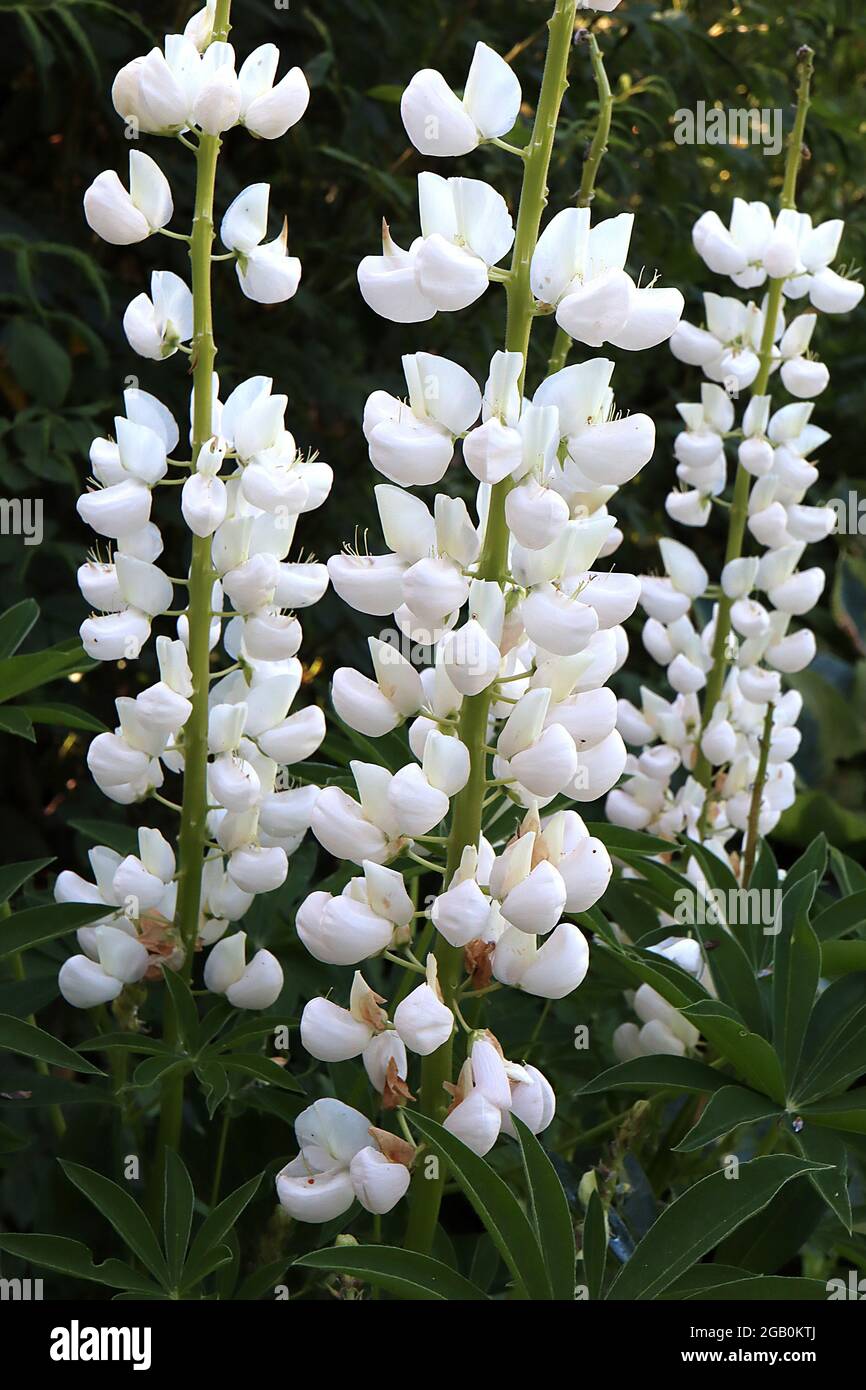 Lupinus ‘Gallery White’ Lupinus Gallery White – dichte Blütenspitzen weißer erbsenähnlicher Blüten, Juni, England, Großbritannien Stockfoto