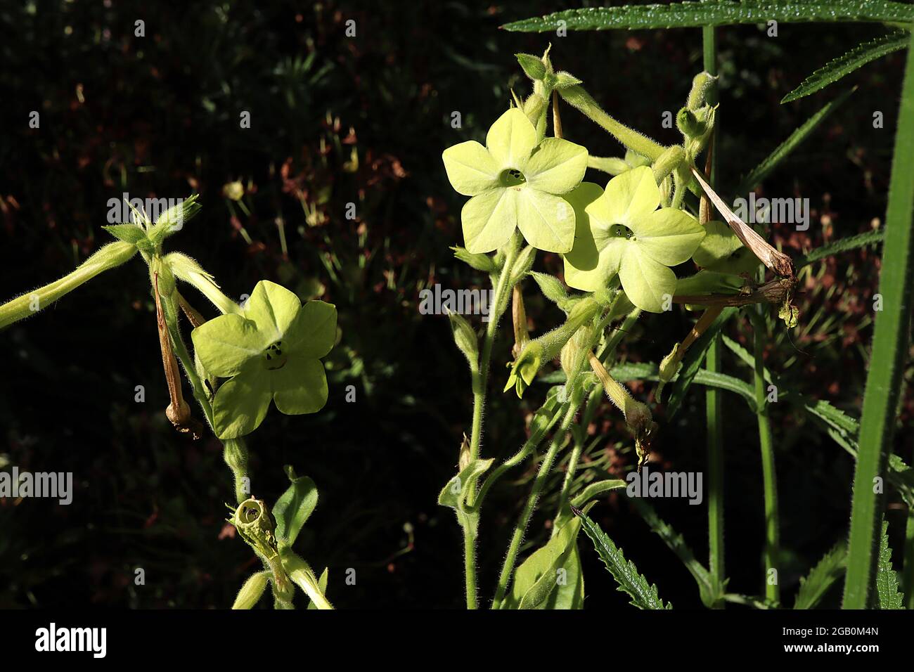 Nicotiana alata ‘Lime Green’ Tabakpflanze Lime Green – duftende, röhrenförmige, kalkgrüne Blüten, Juni, England, Großbritannien Stockfoto