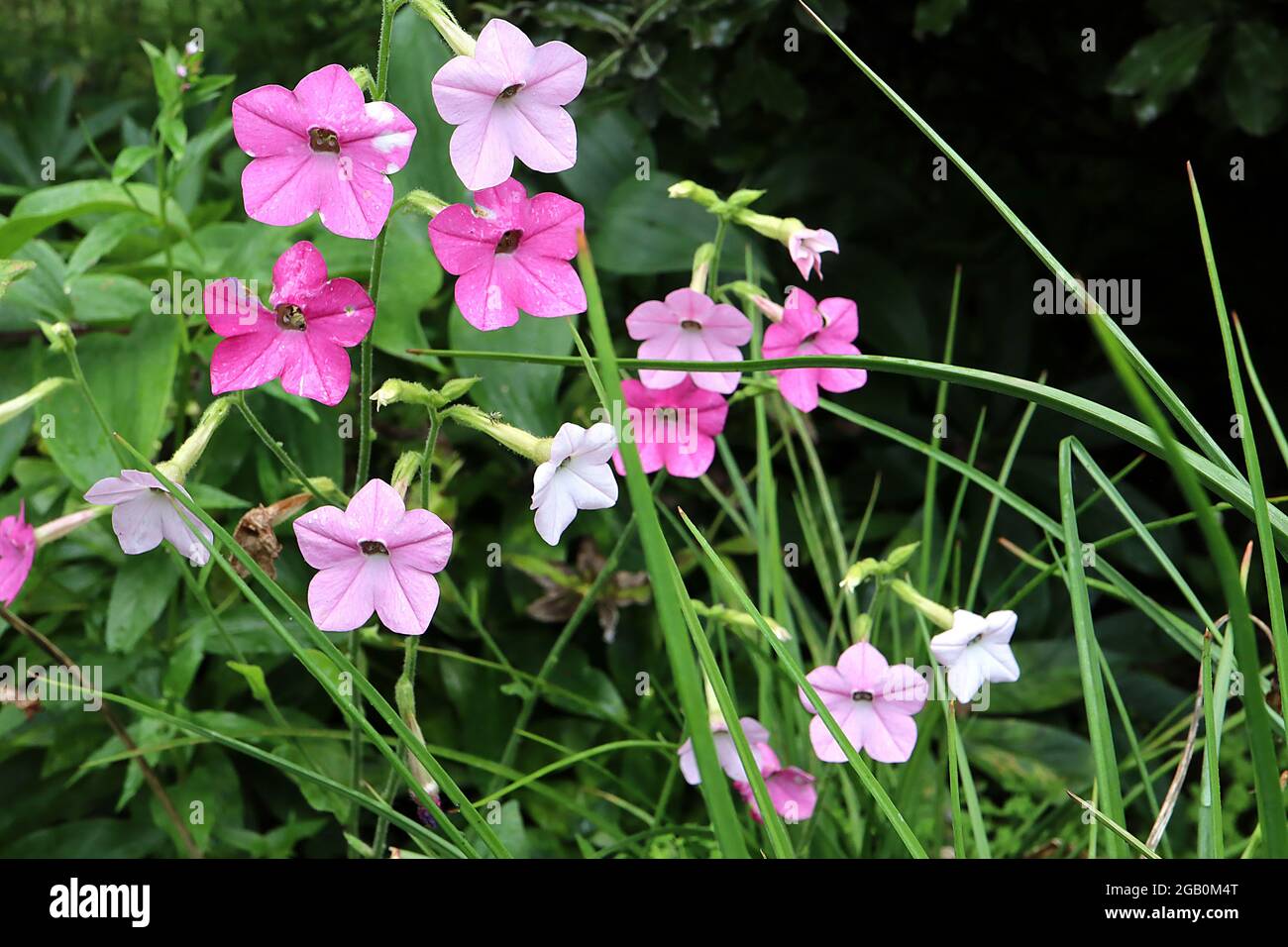 Nicotiana alata ‘Whisper Mixed’ Tabakpflanze Whisper Mixed - duftende weiße, blasse und mittelrosa Blüten, Juni, England, Großbritannien Stockfoto