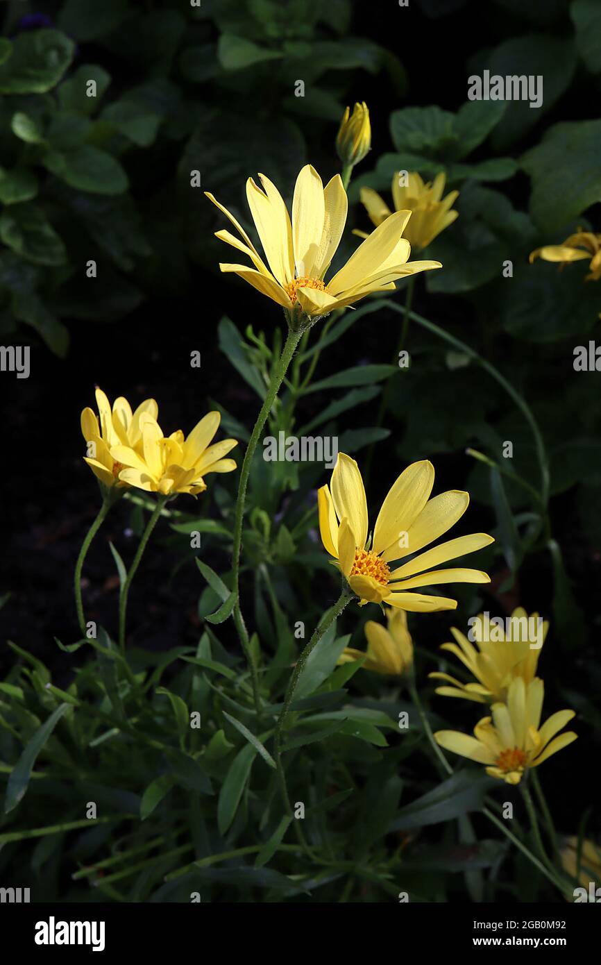 Osteospermum ecklonis ‘Voltage Yellow’ blassgelbe afrikanische Gänseblümchen – blassgelbe Gänseblümchen-ähnliche Blüten mit schwarzen Zentren, Juni, England, Großbritannien Stockfoto
