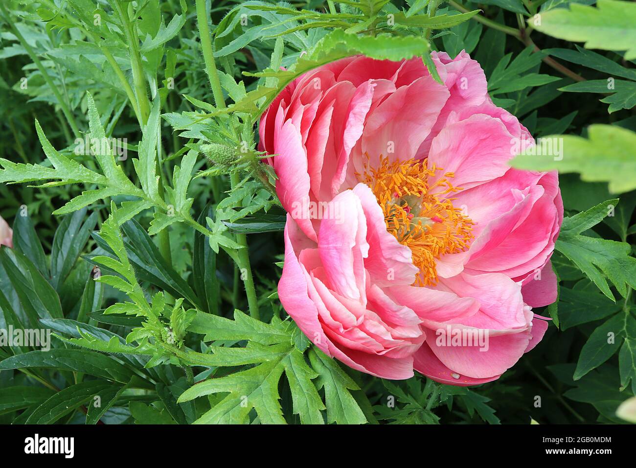 Paeonia ‘Coral Sunset’ Peony Coral Sunset – korallenrote Blüten mit mehreren Lagen Blütenblättern, Juni, England, Großbritannien Stockfoto