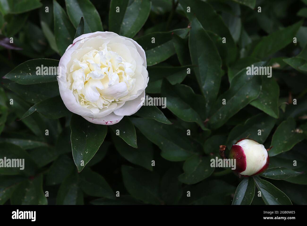 Paeonia lactiflora ‘Duchesse de Nemours’ Peony Duchesse de Nemours – voll doppelte weiße Blüten und sehr dunkelgrüne Blätter, Juni, England, UK Stockfoto