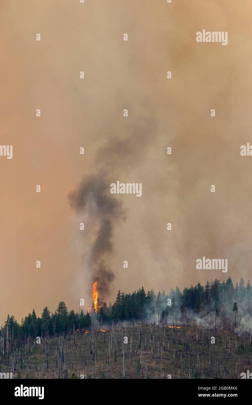 Bäume werden beim Feuer von Dixie in Flammen aufgegangen. Der Brand von Dixie ist auf über 240,000 Acres angewachsen und wird derzeit zu 30 % eingedämmt. (Foto von Ty O'Neil / SOPA Images/Sipa USA) Stockfoto