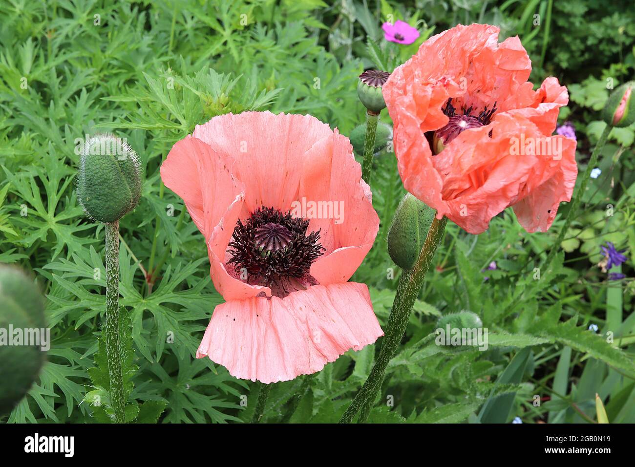 Papaver orientale ‘Coral Reef’ Oriental Mohn Coral Reef - große korallenrote Mohnblumen mit gerillten Blütenblättern an hohen Stielen, Juni, England, Großbritannien Stockfoto