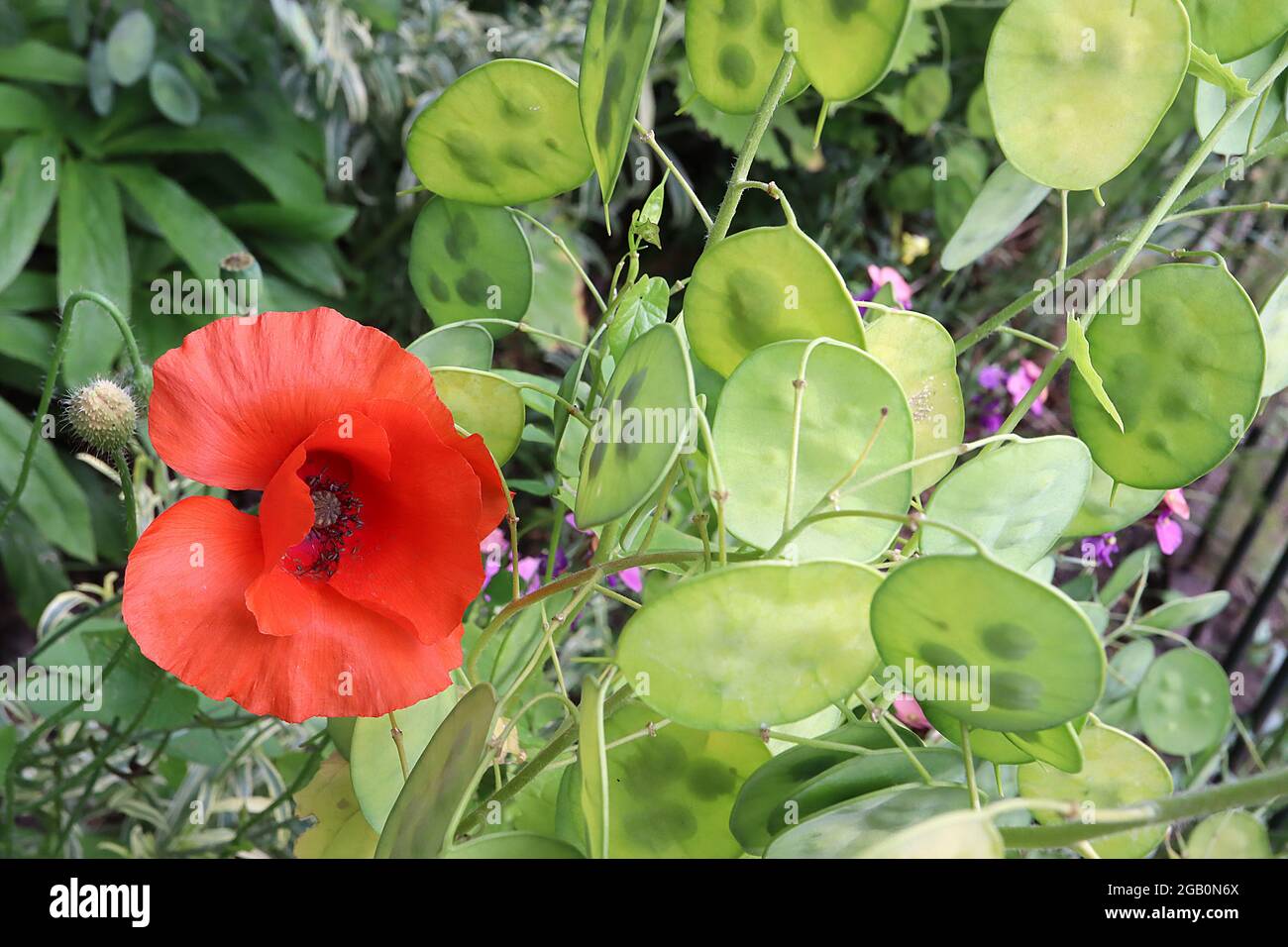 Papaver-Rhoeas-Mohnblume – rote Blüten mit gerillten Blütenblättern auf haarigen Drahtstielen, Juni, England, Großbritannien Stockfoto