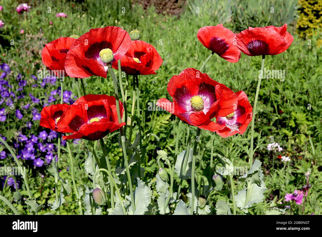 Papaver somniferum ‘Turkish Red’ Opiummohn Türkisch Rot – einzelne rote Blüten mit weißer Mitte und schwarzen Markierungen, graugrüne Blätter, Juni, England, Großbritannien Stockfoto