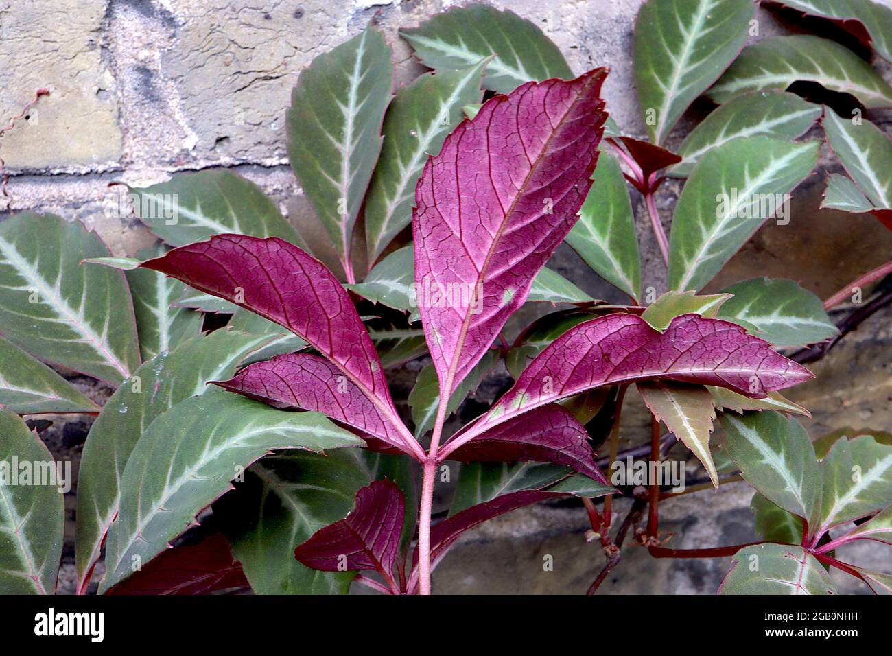 Parthenocissus Henryana BLATTRÜCKSEITE Chinesisches Silber Kriechgang - olivgrüne Blätter mit starken weißen Adern und karmesinroten Blattunterseiten, Juni, England, Stockfoto