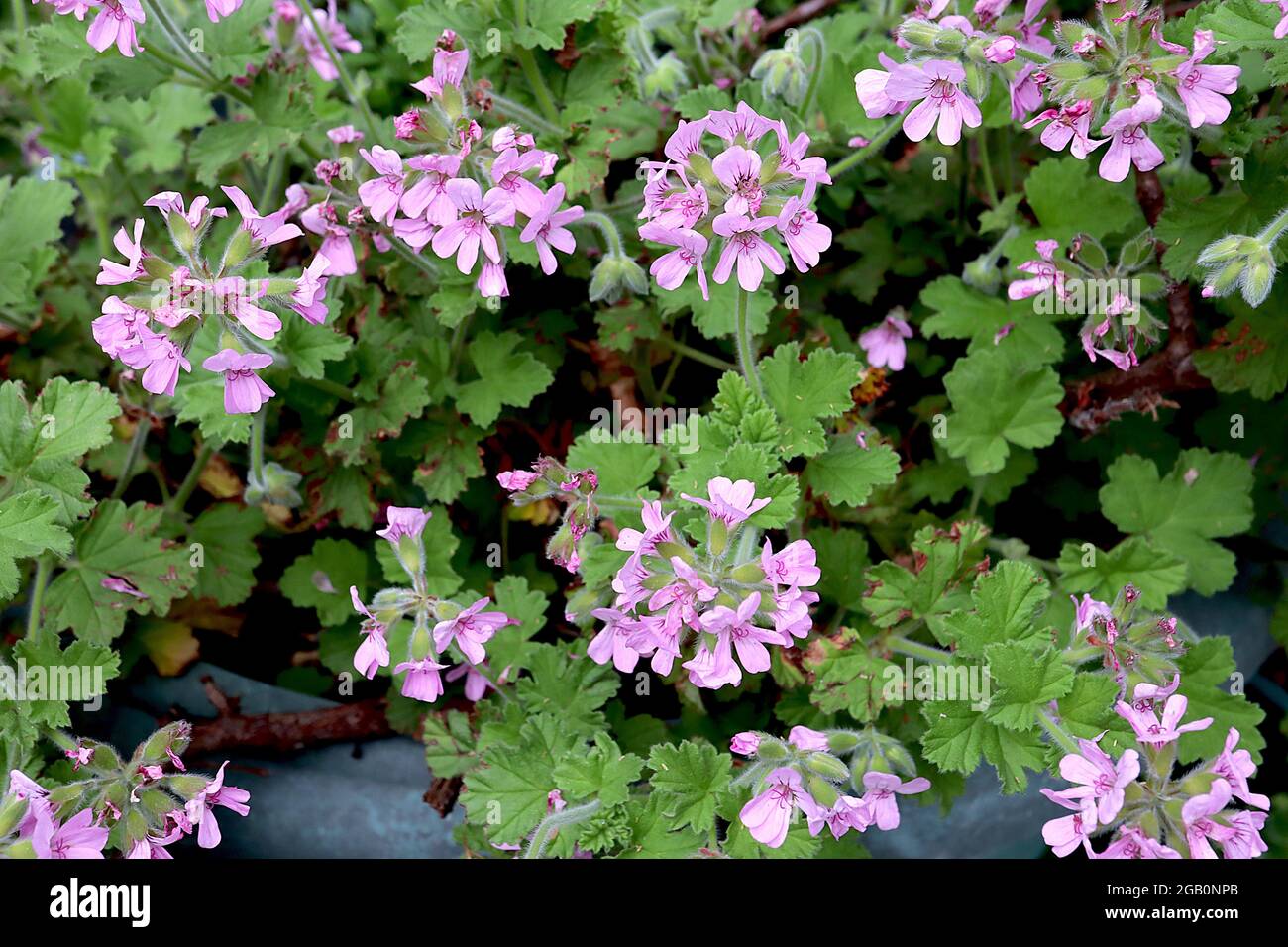 Pelargonium capitatum ‘duftende Geranie Attar of Roses – blassrosa Blüten und rosa duftende, palmately gelappte Blätter, Juni, England, Großbritannien Stockfoto