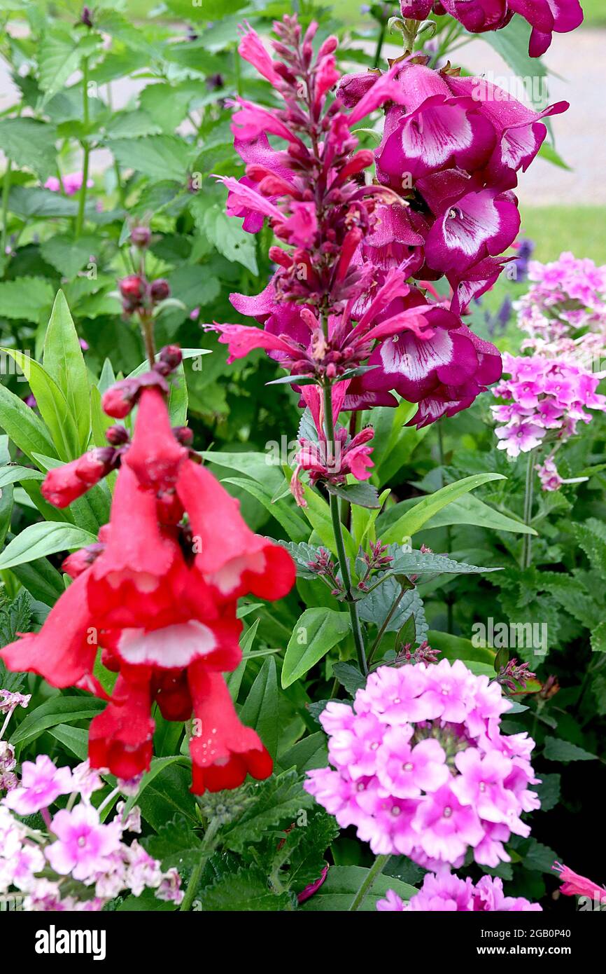 Penstemon ‘Pensham Amelia Jane’ Bartzunge Amelia Jane Penstemon ‘Pensham Victoria Plum’ Bartzunge Victoria Plum June, England, Großbritannien Stockfoto