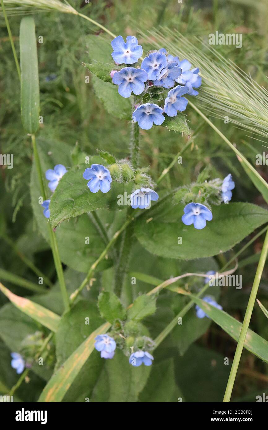 Pentaglottis sempervirens Green alkanet / immergrüner Bugloss – lebendige blaue Blüten und borstig dunkelgrüne Blätter, Juni, England, UK Stockfoto