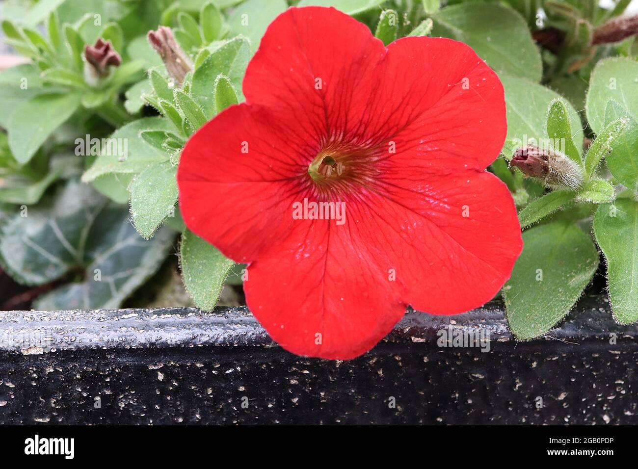 Petunia ‘Fanfare Red’ Rote trichterförmige Blüten mit kastanienbraunen Adern, Juni, England, Großbritannien Stockfoto