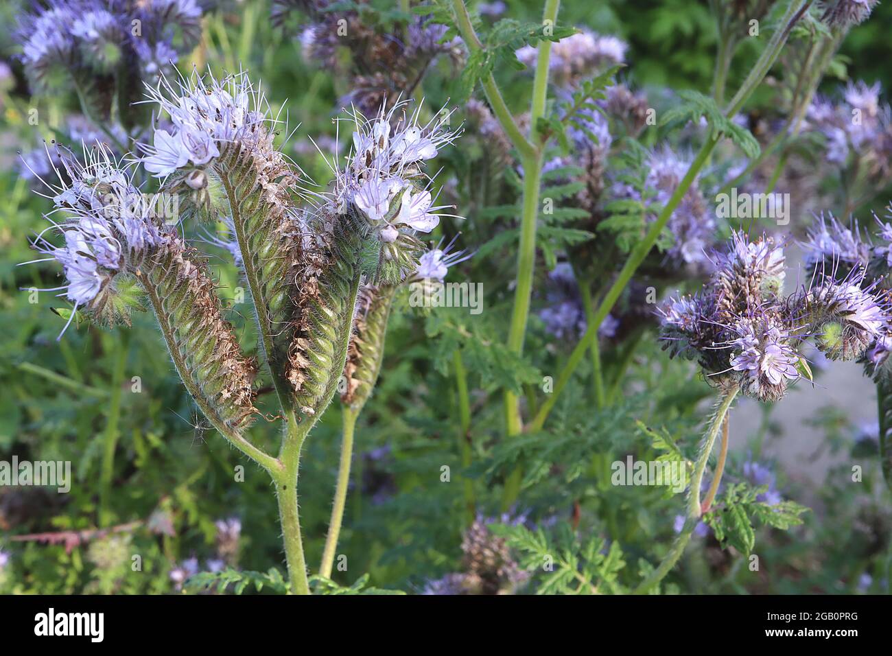 Phacelia tanacetifolia Fiddleneck – gewickelte Zymen von mauveblauen glockenförmigen Blüten auf behaarten Stielen, Juni, England, Großbritannien Stockfoto