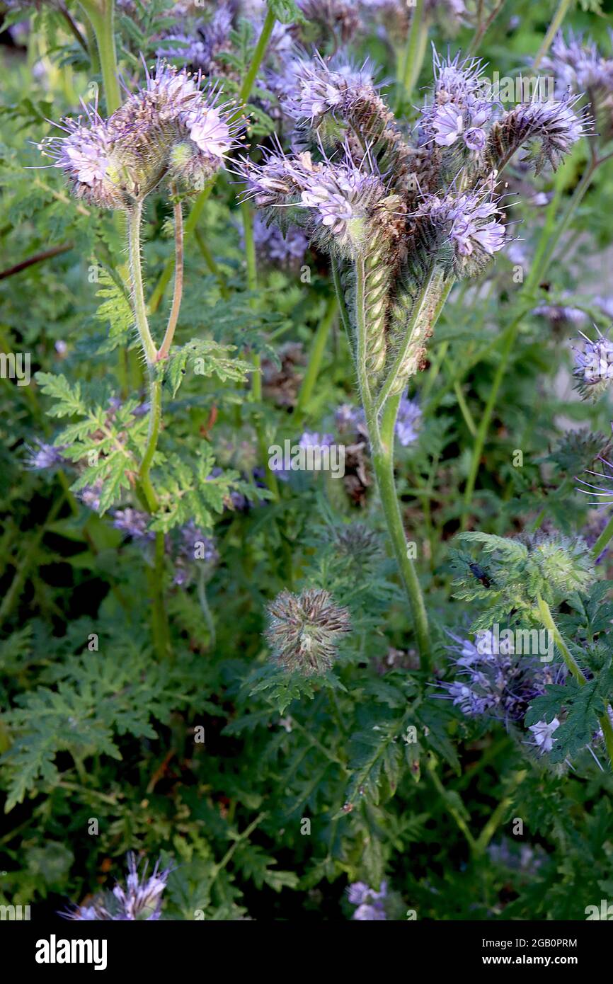 Phacelia tanacetifolia Fiddleneck – gewickelte Zymen von mauveblauen glockenförmigen Blüten auf behaarten Stielen, Juni, England, Großbritannien Stockfoto