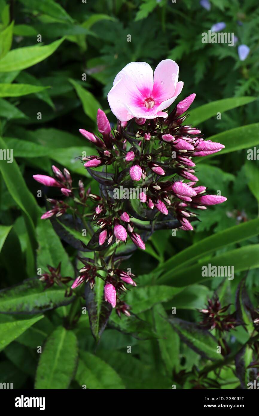 Phlox paniculata ‘Bright Eyes’ Perennial Phlox helle Augen – blasse rosa Blüten mit tiefrosa Zentrum, Blütenknospen, Juni, England, Großbritannien Stockfoto