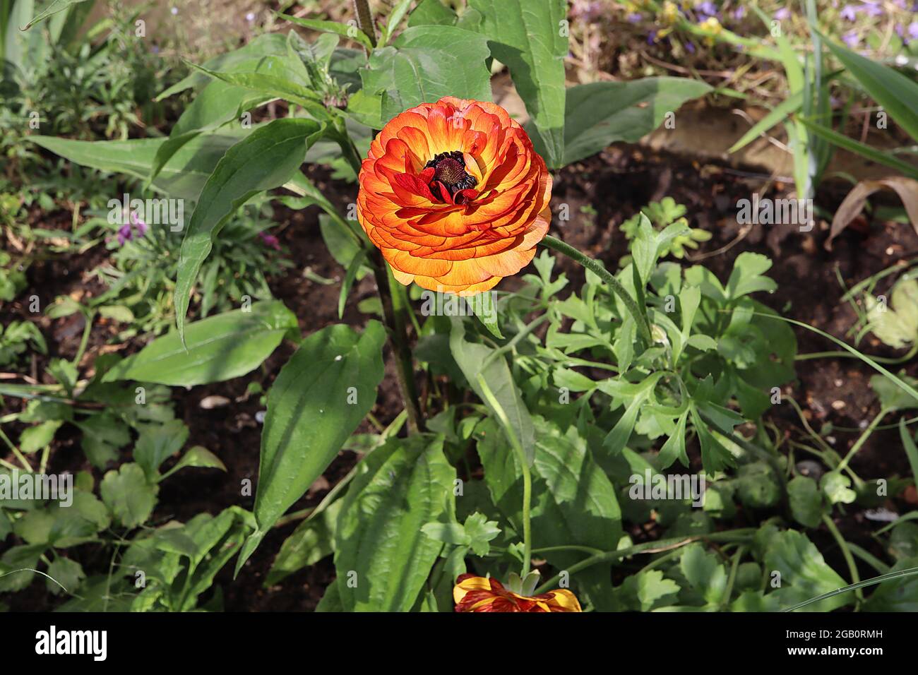 Ranunculus asiaticus ‘Aviv Picotee Café’ Persian Buttercup Picotee Café – vielschichtige Blütenblätter mit tiefgelben, roten Rändern und roten Blütenblättern, Juni, Stockfoto