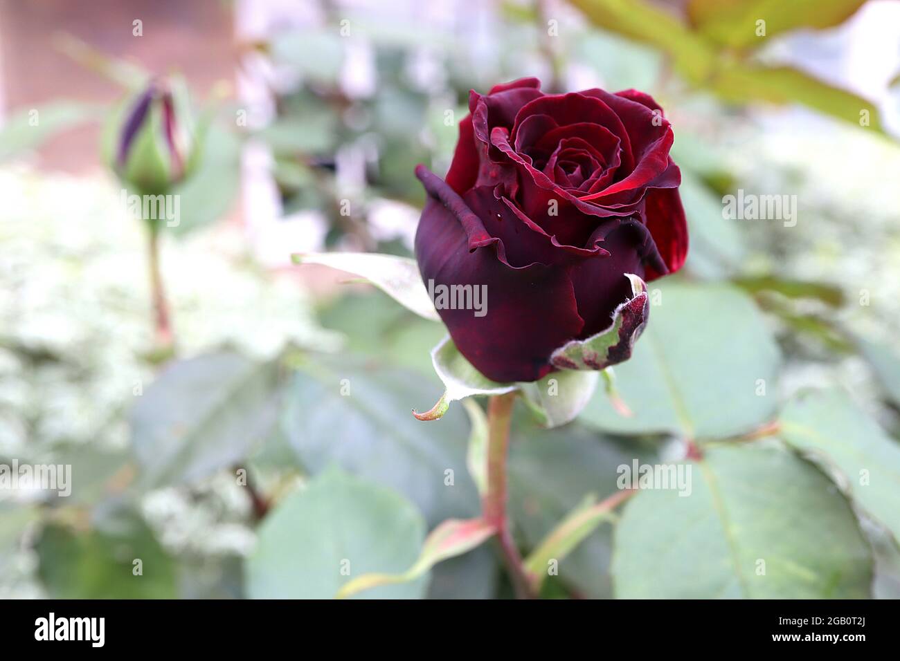 Rosa ‘Black Baccara’ (Hybrid Tea Rose) Rose Black Baccara – tiefrote schwarze Blüten, die zu tiefem Rot verblassen, Juni, England, Großbritannien Stockfoto