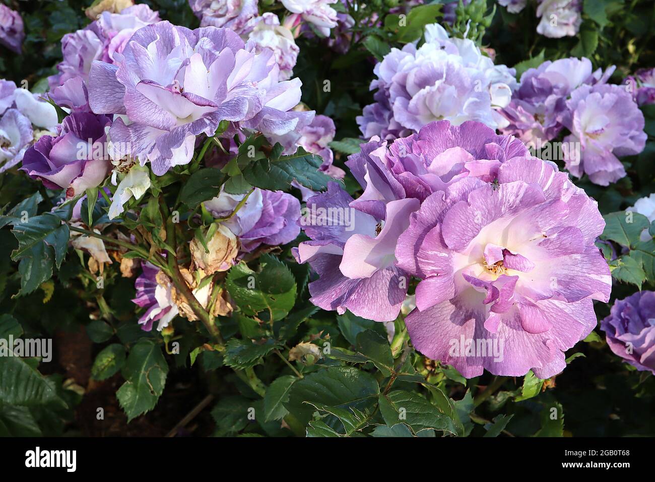 Rosa ‘Blue for You’ (Floribunda Rose) Rose Blue for You – halbdoppelte lila Malve-Blüten mit gelegentlichen weißen Streifen, Juni, England, Großbritannien Stockfoto