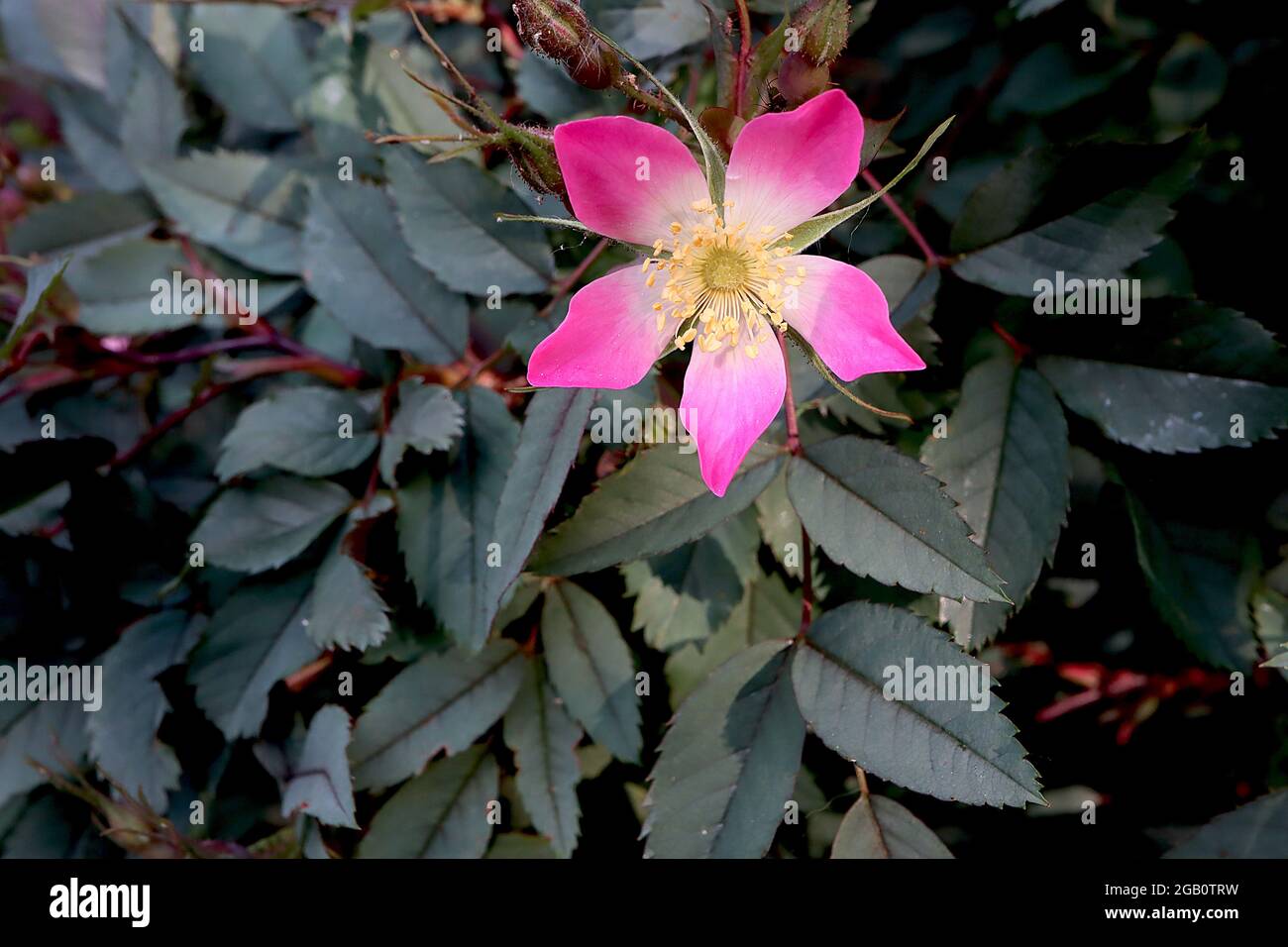 Rosa glauca (Art Rose) Rotblättrige Rose – kleine einzelne tiefrosa Blüten mit weißem Zentrum und graugrünen Blättern, Juni, England, Großbritannien Stockfoto