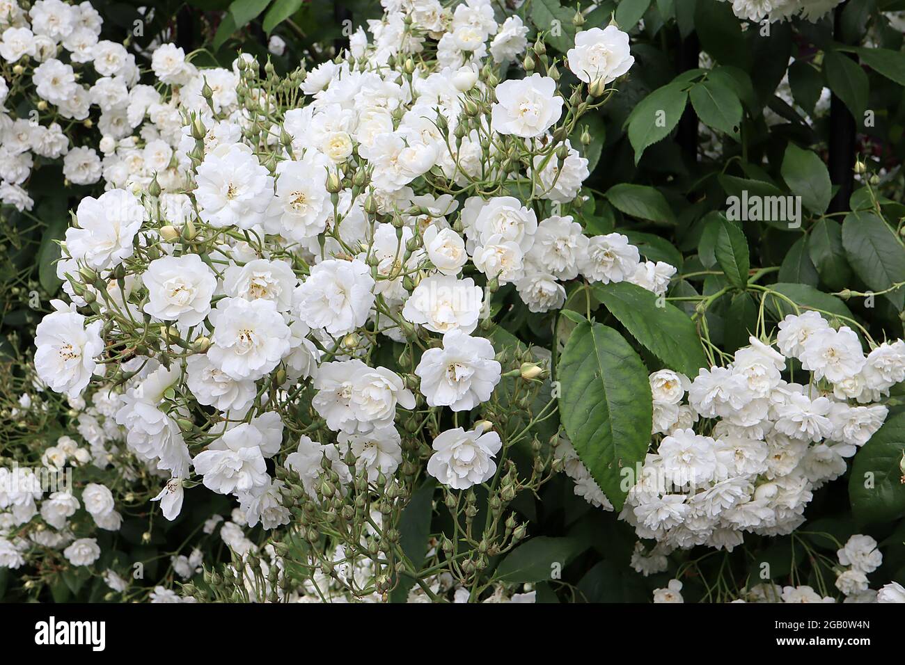 Rosa ‘Rambling Rector’ (Wanderrose) Rose Rambling Rector – mehrstämmigem Haufen kleiner halbdoppelter weißer Blüten, Juni, England, Großbritannien Stockfoto