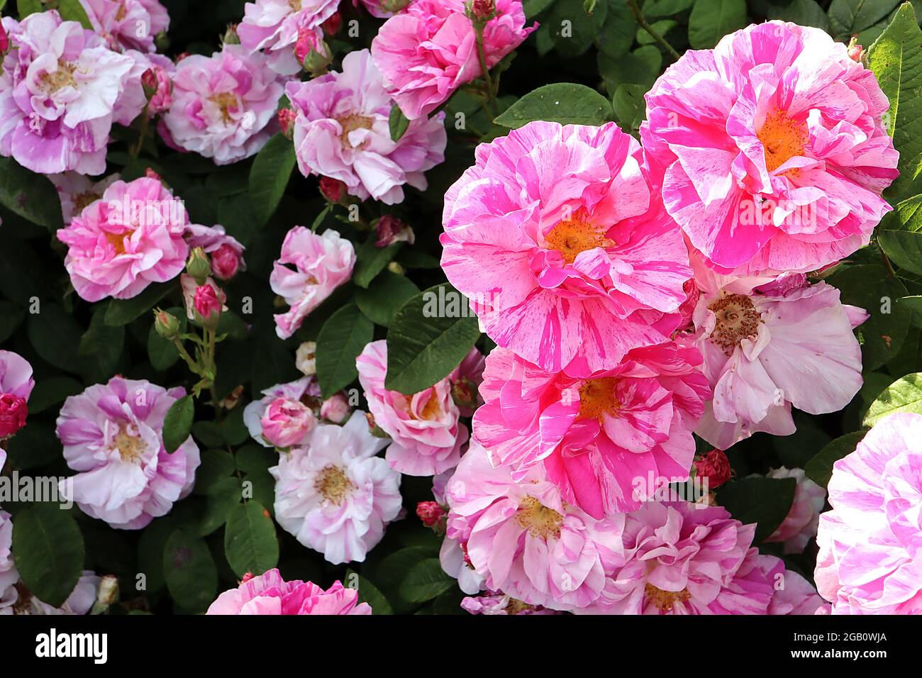 Rosa ‘Mundi’ (Strauchrose) Rosa gallica ‘Versicolor’ Französische Rose – halbdoppelte weiße Blüten mit rosa und roten Streifen, Juni, England, Großbritannien Stockfoto