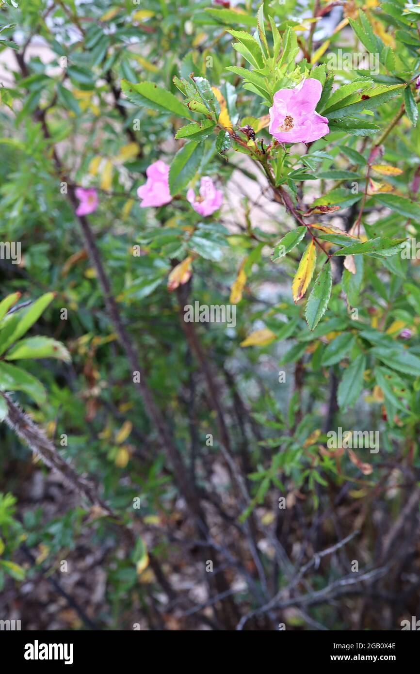Rosa nitida (Species Rose) glänzende Rose – kleine, mittelrosa Blüten und mittelgrüne, gefiederte Blätter, Juni, England, Großbritannien Stockfoto