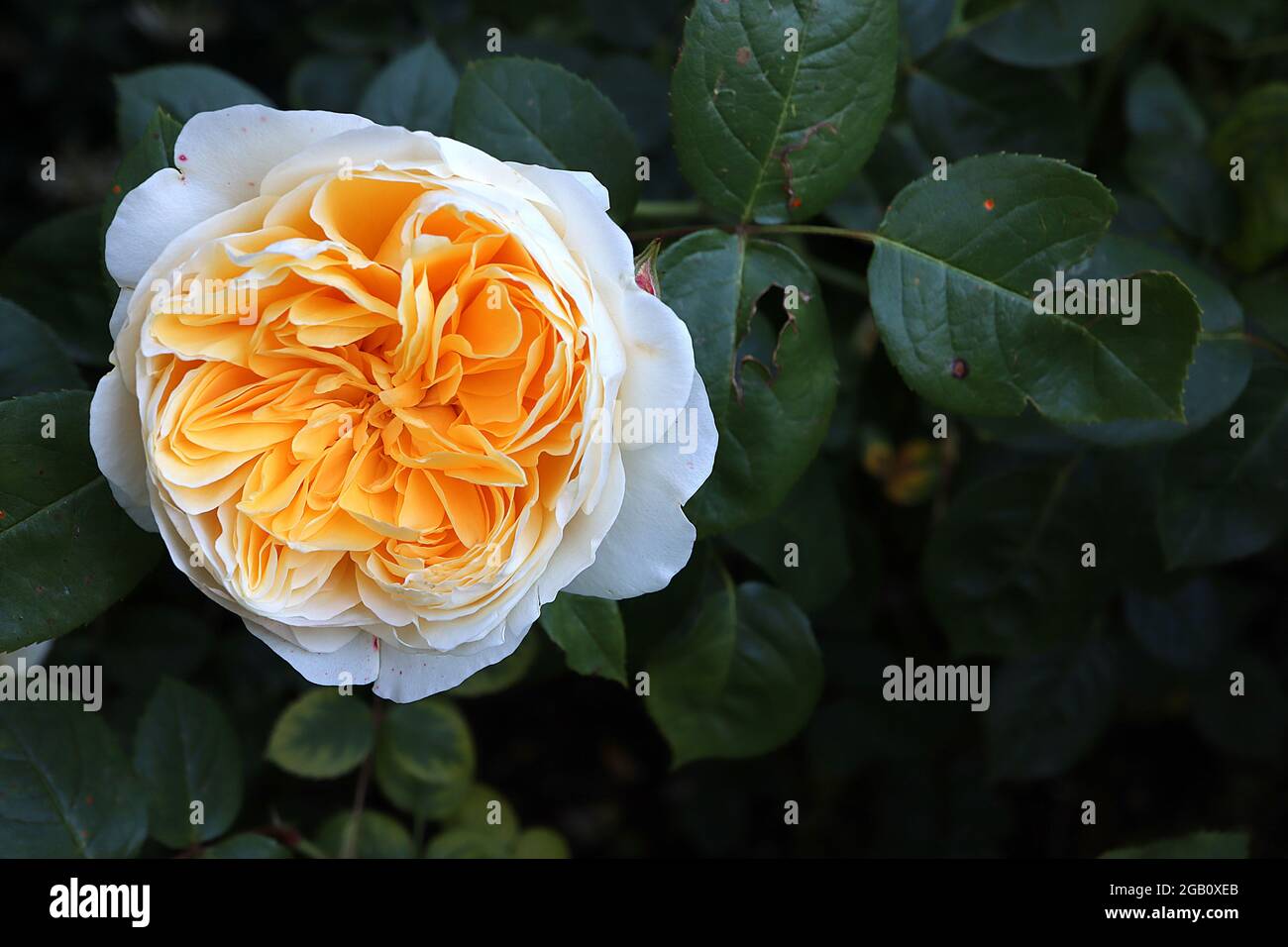 Rosa ‘Port Sunlight’ (Englische Rose) Rose Port Sunlight – weiße äußere Blütenblätter, Aprikosen-innere Blütenblätter, vollständig doppelt, Juni, England, VEREINIGTES KÖNIGREICH Stockfoto