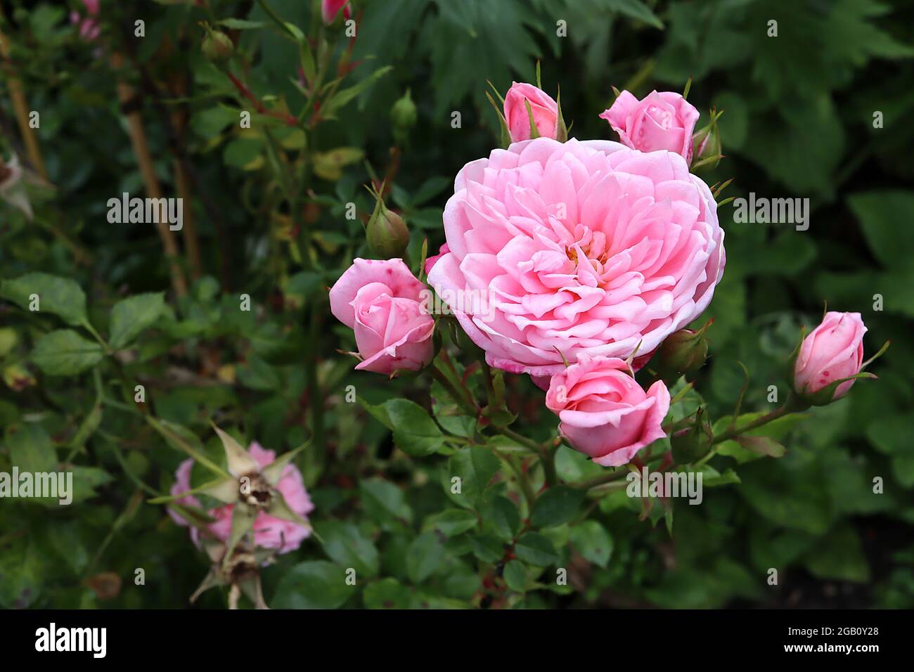 Rosa ‘die Fee’ (Strauchrose) stieg die Fee – kleine zweifache blassrosa Blüten, mehrstämmiges Blütenmuster, Juni, England, Großbritannien Stockfoto