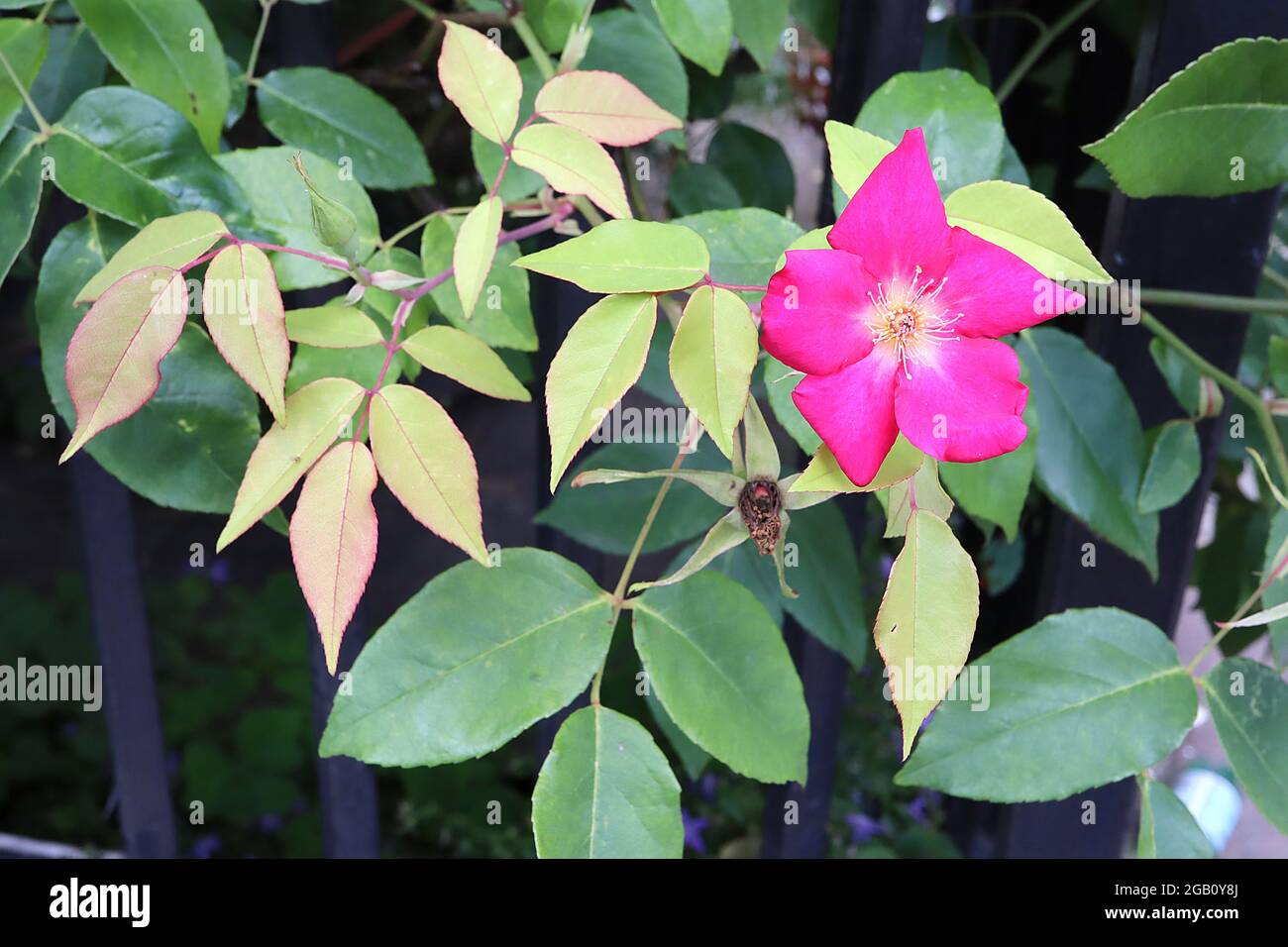 Rosa x odorata ‘Bengal Crimson’ (CH) Rose Bengal Crimson – stark duftende kirschrote Einzelblüten und dornlose Zweige, Juni, England, Großbritannien Stockfoto